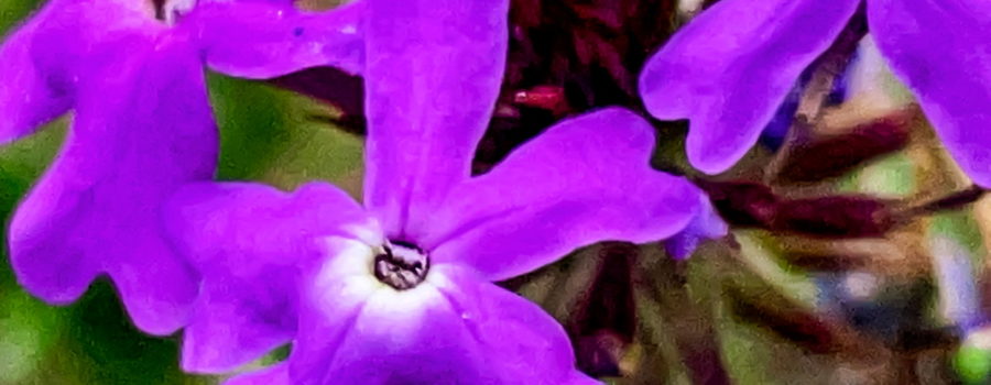 A bunch of bright purple flowers with white centers as seen from above. Each flower has five petals that come together near the flower center. Each petal has a central vein that splits two lobes.