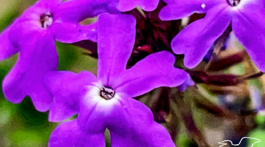 A bunch of bright purple flowers with white centers as seen from above. Each flower has five petals that come together near the flower center. Each petal has a central vein that splits two lobes.