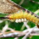 Fir Tussock Moth Caterpillars: Beautiful to Watch, but Don’t Touch!