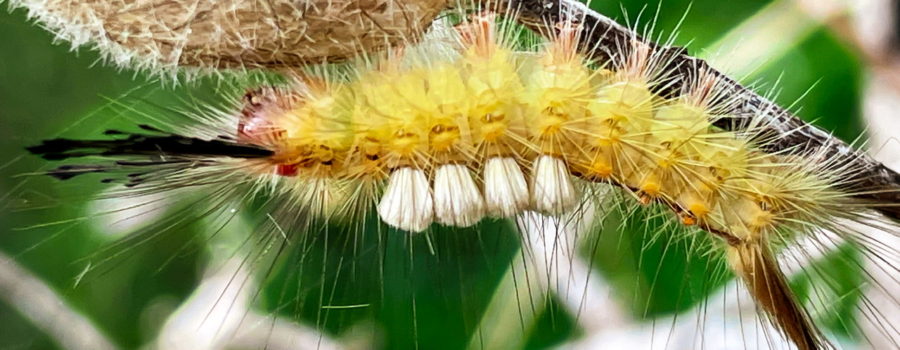 A fuzzy yellow fir tussock moth caterpillar begins to crawl over a cocoon of a similar caterpillar. As well as being fuzzy yellow, this caterpillar has a red face and head with spiky black hairs coming off the top. Four white tussocks come out of the center of the back approximately 1/3 of the way down its body.