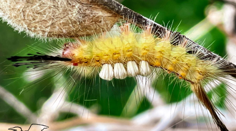 A fuzzy yellow fir tussock moth caterpillar begins to crawl over a cocoon of a similar caterpillar. As well as being fuzzy yellow, this caterpillar has a red face and head with spiky black hairs coming off the top. Four white tussocks come out of the center of the back approximately 1/3 of the way down its body.