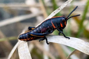 A closeup of a black grasshopper with red highlights on it’s face, body, and legs is perched on to of an old, dead blade of grass.