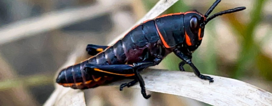 A closeup of a black grasshopper with red highlights on it’s face, body, and legs is perched on to of an old, dead blade of grass.