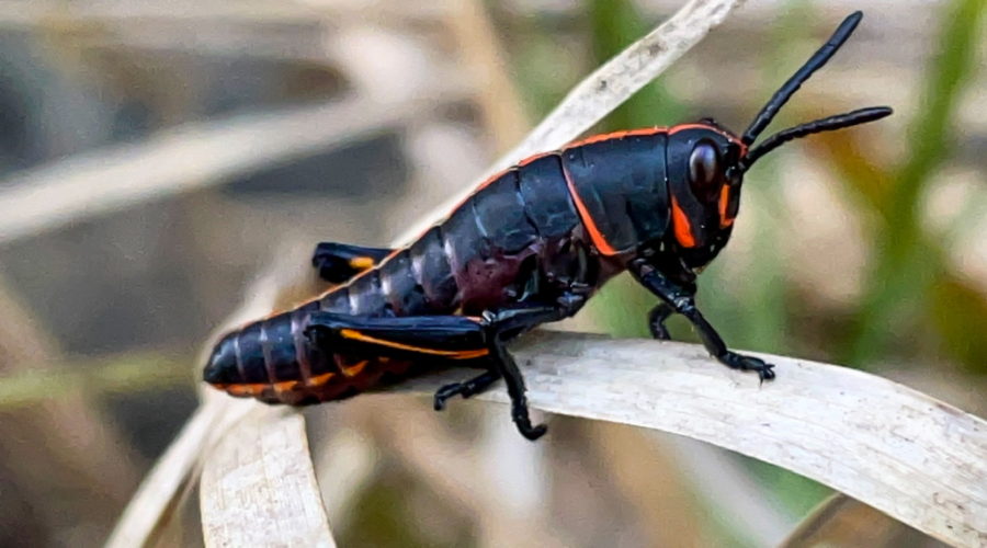 A closeup of a black grasshopper with red highlights on it’s face, body, and legs is perched on to of an old, dead blade of grass.