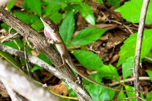 A male green anole in brown color phase flashes his pink dew lap at the photographer, warning that his territory is being invaded.