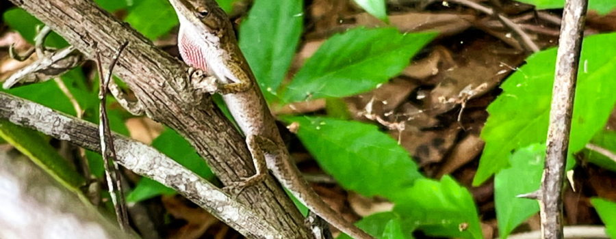 A male green anole in brown color phase flashes his pink dew lap at the photographer, warning that his territory is being invaded.