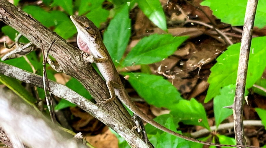A male green anole in brown color phase flashes his pink dew lap at the photographer, warning that his territory is being invaded.
