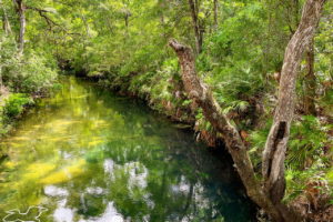 A fresh water stream flows at a slow pace through the forested banks of wild Florida. The trees are beautifully reflected on the surface of the water.