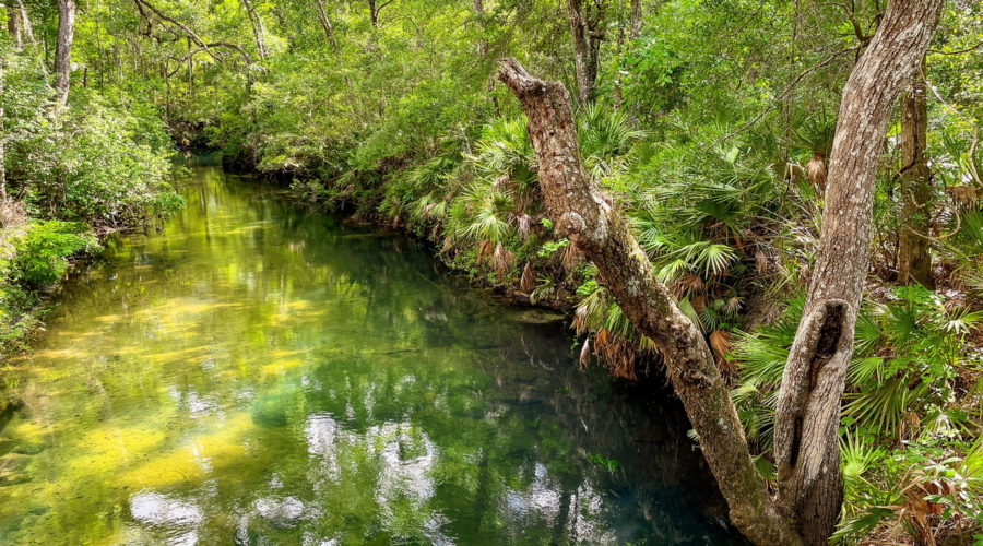 A fresh water stream flows at a slow pace through the forested banks of wild Florida. The trees are beautifully reflected on the surface of the water.