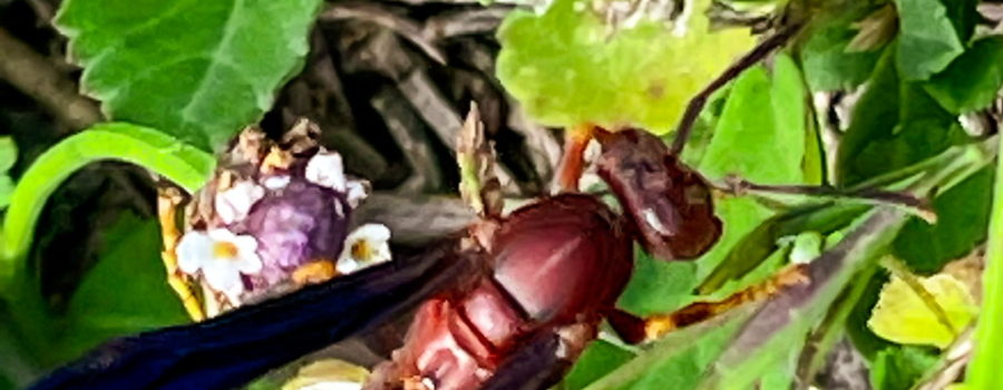 A red-brown and black wasp crawls through the weeds on the edge of the woods. Wildflowers are present in the weeds and the wasp is looking for ones with lots of nectar.