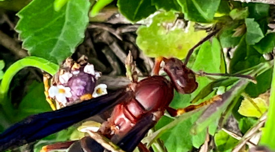 A red-brown and black wasp crawls through the weeds on the edge of the woods. Wildflowers are present in the weeds and the wasp is looking for ones with lots of nectar.