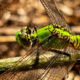 The Eastern Pondhawk is Beautiful and an Amazing Insect Hunter