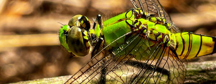 A closeup side view of a brilliant green and black, female, Eastern pondhawk dragonfly. The large, brownish green compound eyes take up the majority of the head. Four clear, heavily veined wings emerge from the green thorax, and the proximal green and black striped abdomen is visible. The dragonfly is settled on a small branch while she hunts for flies, mosquitoes, and midges.