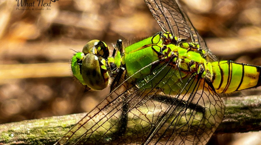 A closeup side view of a brilliant green and black, female, Eastern pondhawk dragonfly. The large, brownish green compound eyes take up the majority of the head. Four clear, heavily veined wings emerge from the green thorax, and the proximal green and black striped abdomen is visible. The dragonfly is settled on a small branch while she hunts for flies, mosquitoes, and midges.