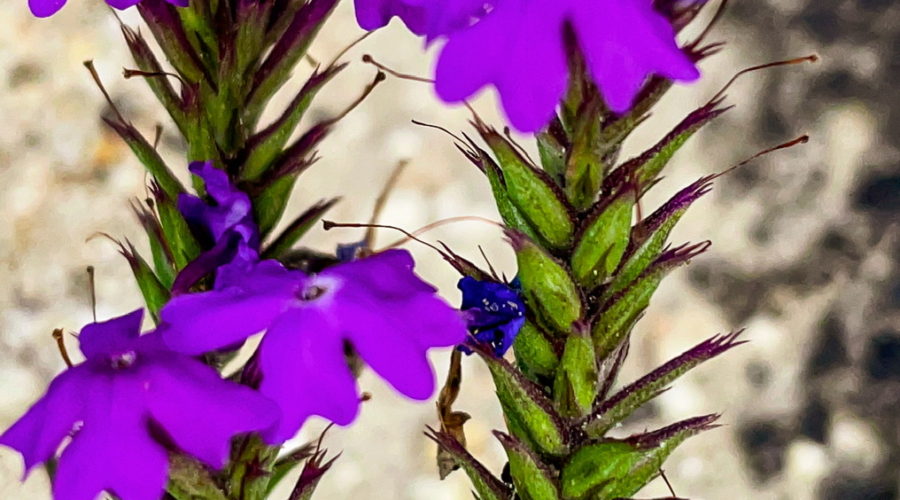 A bunch of five petaled, bright purple flowers growing on three stems covered in buds that will be opening later.