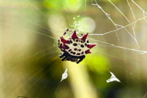 A white spider with black spots and red spikes on her abdomen hangs from the center of her web. The black thorax and black and yellow striped legs are also visible.