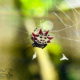 The Spiny Orb Weaver is Yet Another Beautiful Florida Spider