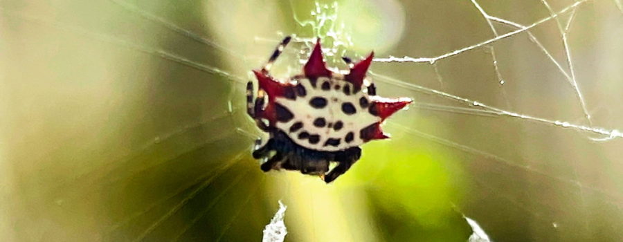 A white spider with black spots and red spikes on her abdomen hangs from the center of her web. The black thorax and black and yellow striped legs are also visible.