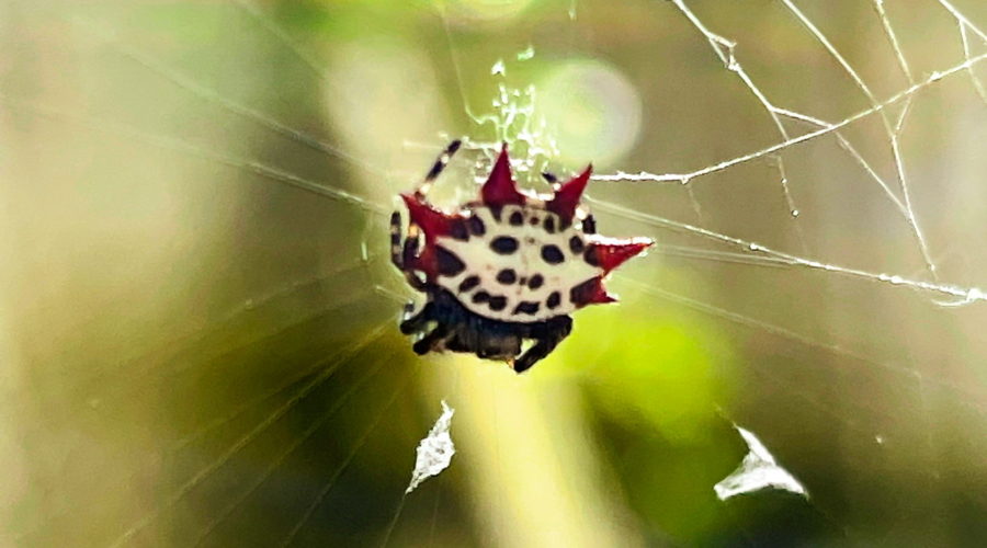 A white spider with black spots and red spikes on her abdomen hangs from the center of her web. The black thorax and black and yellow striped legs are also visible.