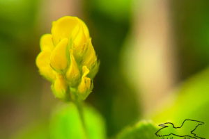 A closeup photo of a black medick flower in full bloom. The little flowers are bright yellow and surrounded by small green sepals.