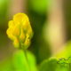 Black Medick Has Beautiful Flowers and is Incredibly Useful!