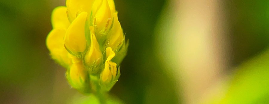 A closeup photo of a black medick flower in full bloom. The little flowers are bright yellow and surrounded by small green sepals.