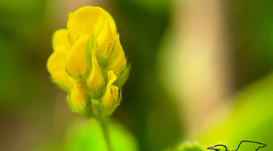 A closeup photo of a black medick flower in full bloom. The little flowers are bright yellow and surrounded by small green sepals.