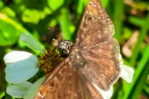 A mostly brown female Horace’s duskywing butterfly feeds from the yellow center of a white petaled flower. The wings are wide open showing the butterfly’s white, black, and darker brown spots. The butterfly has a black head with white stripes and large black eyes.