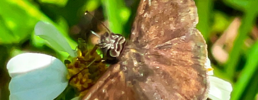 A mostly brown female Horace’s duskywing butterfly feeds from the yellow center of a white petaled flower. The wings are wide open showing the butterfly’s white, black, and darker brown spots. The butterfly has a black head with white stripes and large black eyes.