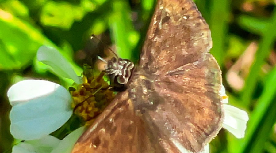 A mostly brown female Horace’s duskywing butterfly feeds from the yellow center of a white petaled flower. The wings are wide open showing the butterfly’s white, black, and darker brown spots. The butterfly has a black head with white stripes and large black eyes.