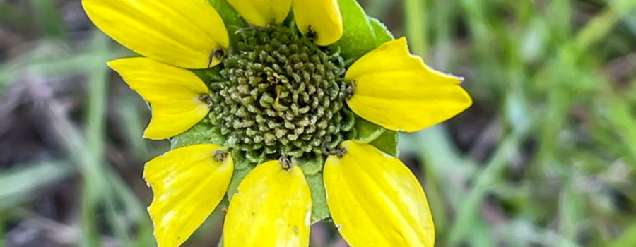 A small flower with eight radiating yellow petals surrounding a green center. The petals are covered by a green background on a green stem. The entire flower is surrounded by green grass.