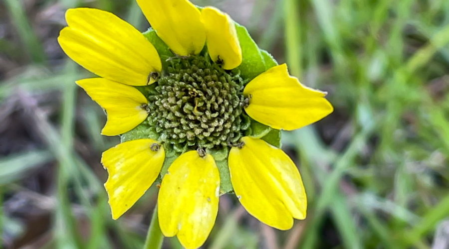 A small flower with eight radiating yellow petals surrounding a green center. The petals are covered by a green background on a green stem. The entire flower is surrounded by green grass.