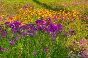 A grassy field containing wildflower of varying colors including purple, pink, white, and yellow.