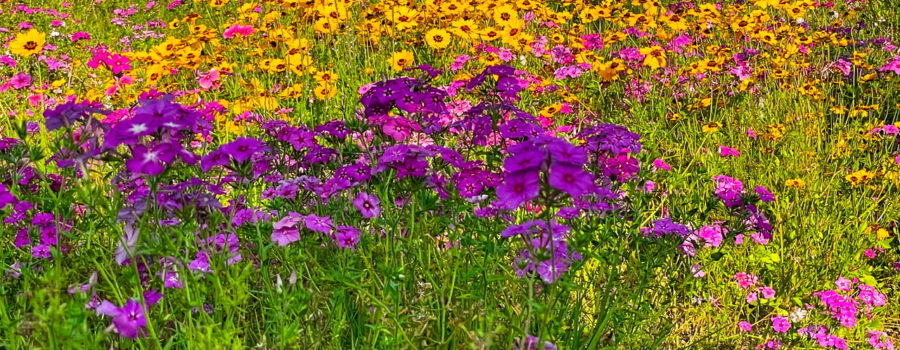 A grassy field containing wildflower of varying colors including purple, pink, white, and yellow.