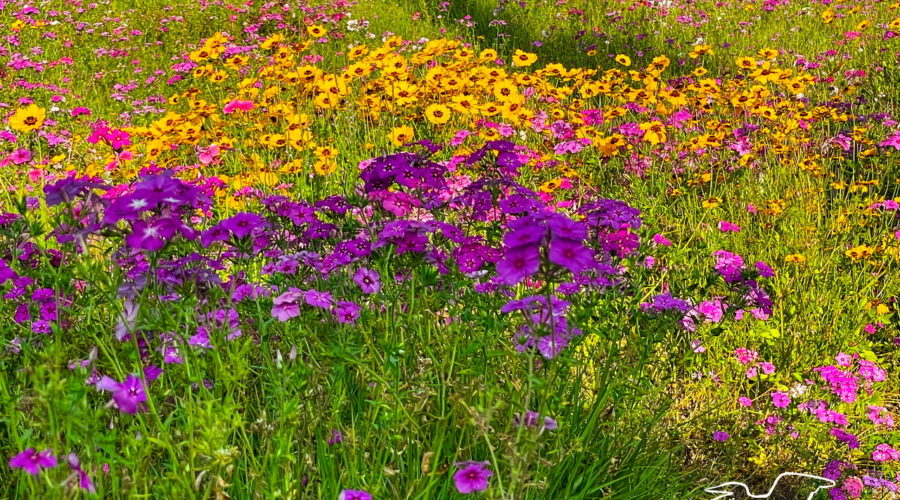 A grassy field containing wildflower of varying colors including purple, pink, white, and yellow.