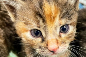 A closeup image of the face of a tortoise shell kitten at about four weeks old.