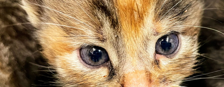 A closeup image of the face of a tortoise shell kitten at about four weeks old.