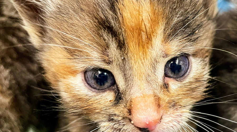 A closeup image of the face of a tortoise shell kitten at about four weeks old.