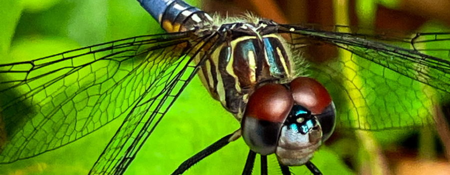 A front on, closeup view of a male pondhawk dragonfly. The face is mainly taken up by the large copper and black compound eyes. There is a blue, black, and yellow striped thorax with four clear, black veined wings. The long, narrow blue abdomen extends out behind the dragonfly and is tipped in black. The insect is perched lightly on a small branch with green leaves in the background.