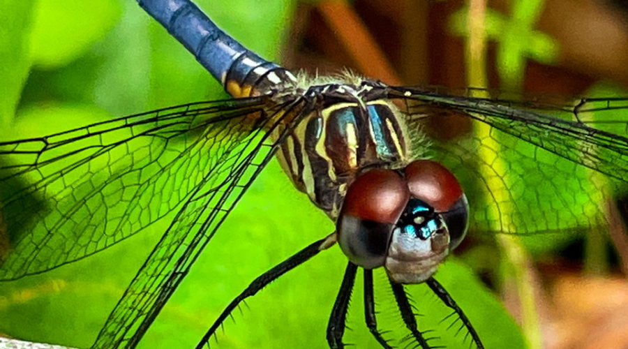 A front on, closeup view of a male pondhawk dragonfly. The face is mainly taken up by the large copper and black compound eyes. There is a blue, black, and yellow striped thorax with four clear, black veined wings. The long, narrow blue abdomen extends out behind the dragonfly and is tipped in black. The insect is perched lightly on a small branch with green leaves in the background.