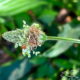 Narrow Leaf Plantain; a Useful, Beautiful Weed