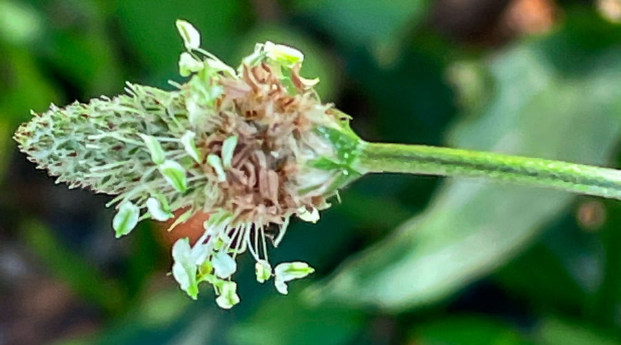 A seed head of a narrow leaf plantain plant hangs over the top it’s narrow, veined green leaves.