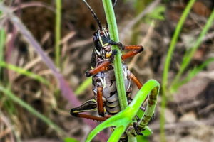 A black Eastern lubber grasshopper with a white belly and reddish brown legs clings to a plant stem, thinking it is hidden.