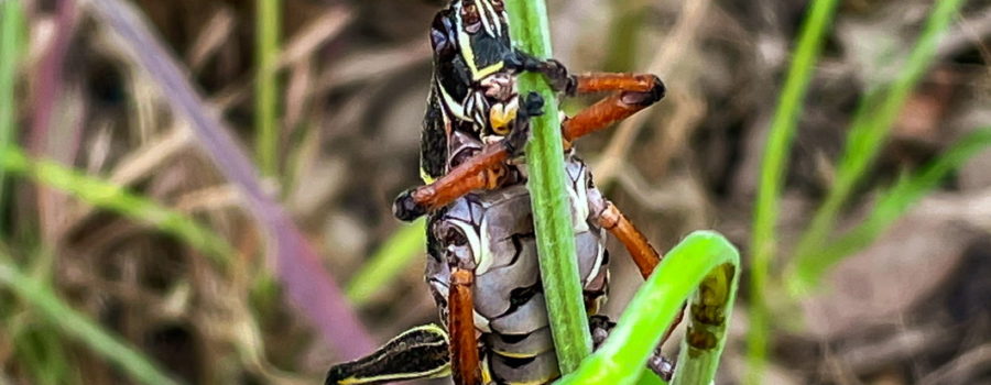 A black Eastern lubber grasshopper with a white belly and reddish brown legs clings to a plant stem, thinking it is hidden.