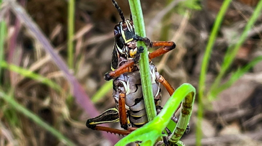 A black Eastern lubber grasshopper with a white belly and reddish brown legs clings to a plant stem, thinking it is hidden.