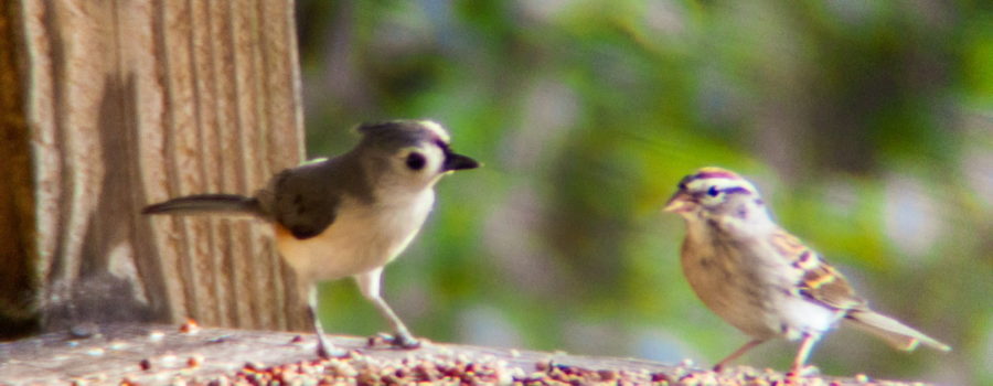 A tufted titmouse with a dark grey back and a light grey underside looks at a chipping sparrow with a reddish brown, white, and black head and a brown body as they feed from a feeding station.