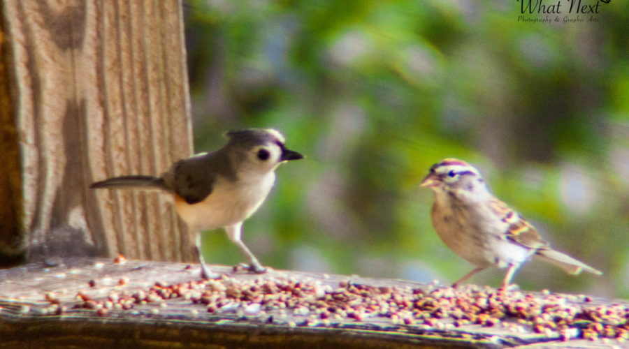 A tufted titmouse with a dark grey back and a light grey underside looks at a chipping sparrow with a reddish brown, white, and black head and a brown body as they feed from a feeding station.