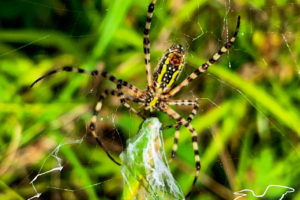 A black, yellow, and white banded garden spider holds onto a grasshopper wrapped in silk as it prepares to bite it and paralyze it. The black and white banded front three legs on each side hold the grasshopper, while the hind two legs hold onto the web.