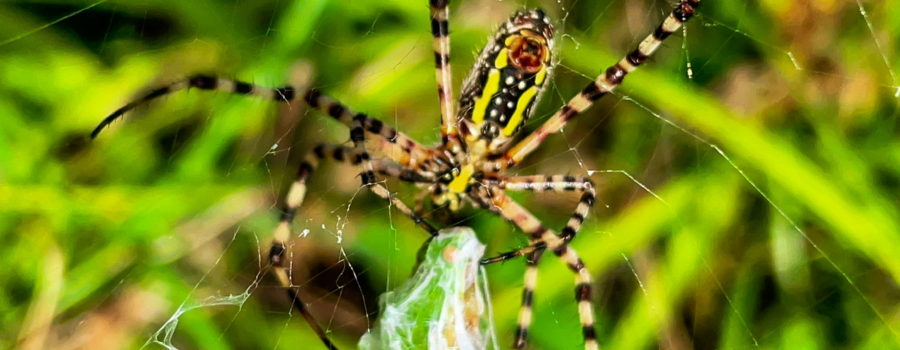 A black, yellow, and white banded garden spider holds onto a grasshopper wrapped in silk as it prepares to bite it and paralyze it. The black and white banded front three legs on each side hold the grasshopper, while the hind two legs hold onto the web.