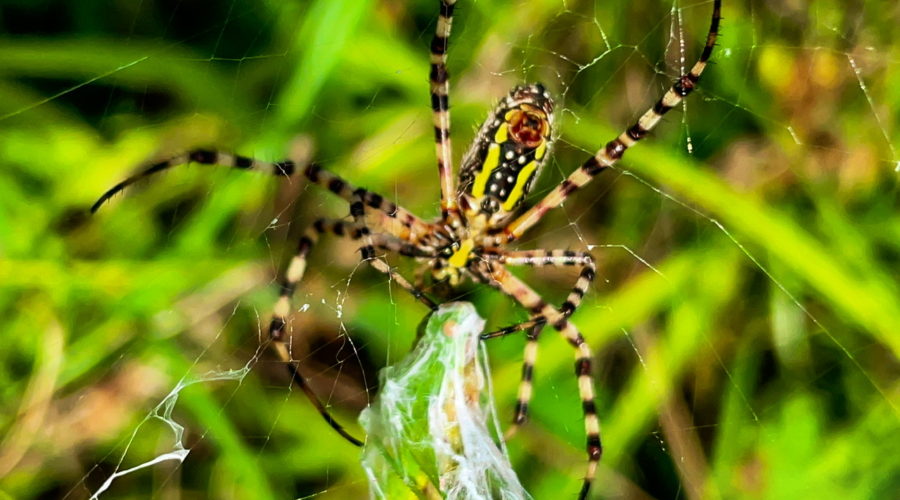 A black, yellow, and white banded garden spider holds onto a grasshopper wrapped in silk as it prepares to bite it and paralyze it. The black and white banded front three legs on each side hold the grasshopper, while the hind two legs hold onto the web.